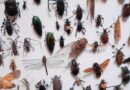 Farliga ämnen i en insekt som du inte äta