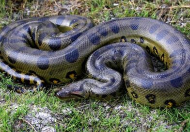 Jättarna bland reptiler: Världens längsta ormar 2023